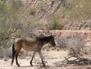 PICTURES/Asarco Mine & Helvetia Ruins/t_Mustangs2.JPG